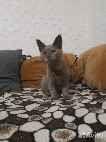 Котята мейн-кун