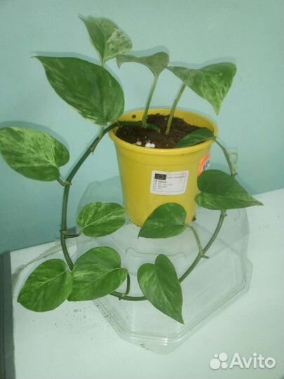 Эпипремнум золотистый