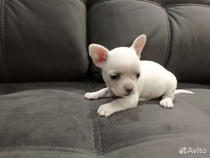 Собаки щенки