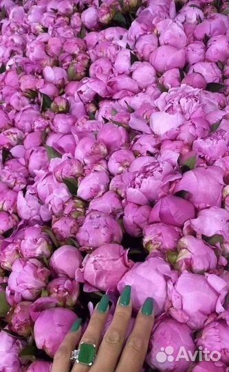 Букет из пионов