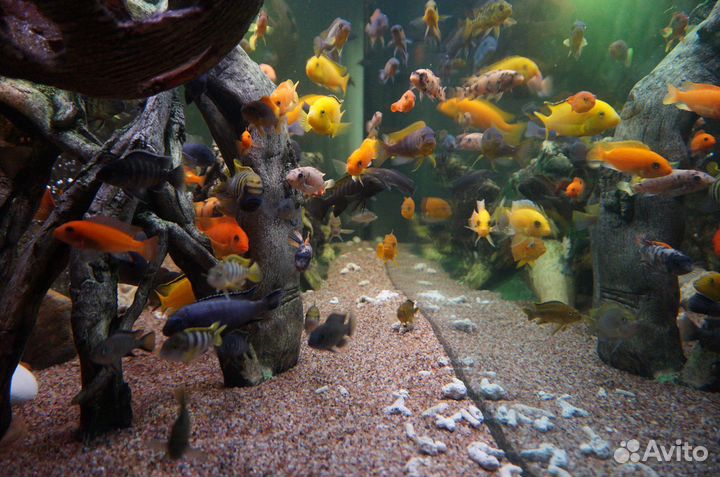 Цихлиды оз.Малави мальки и взрослые