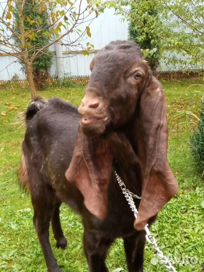 Козел Камори,козлята