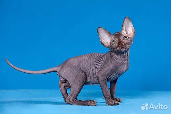 Канадский сфинкс, эльф