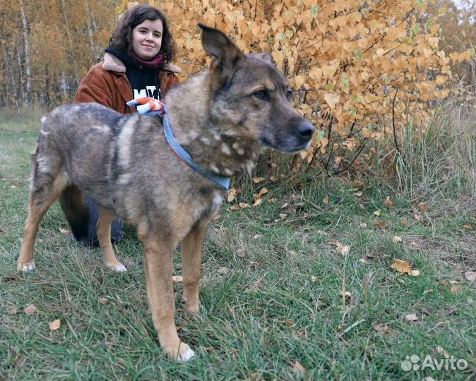 Собака хорошая