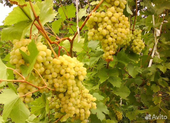 Саженцы винограда Алешенькин