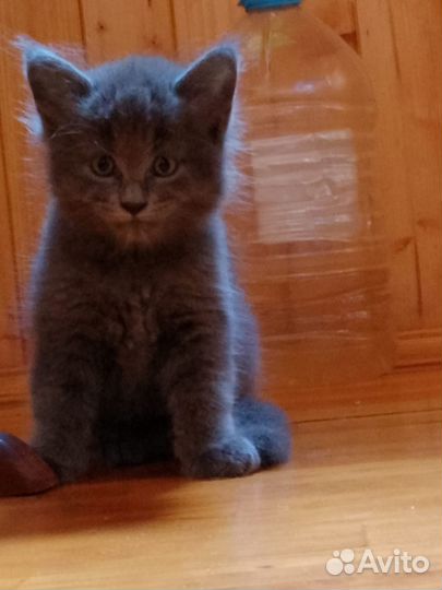 Котики