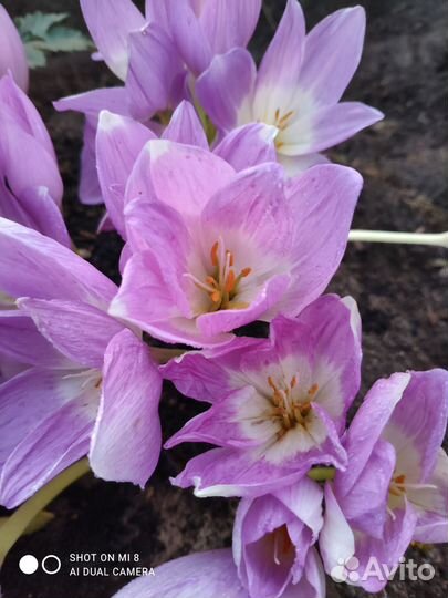 Крокус осенний