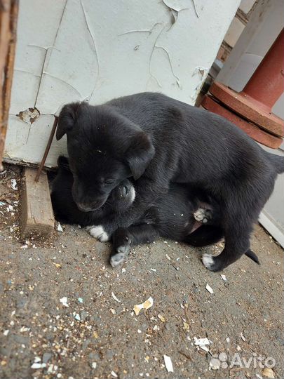 Отдам в добрые руки щенят