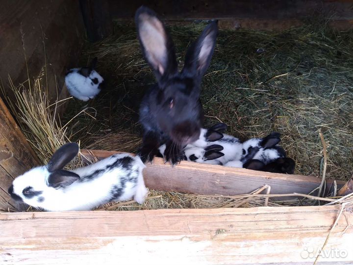 Кролики молодняк