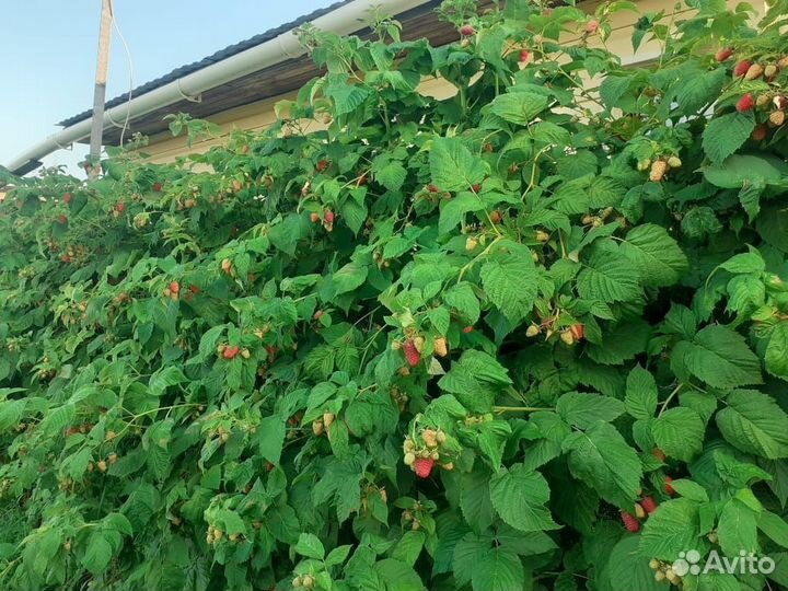 Малина: феномен, карамелька, жёлтый гигант и тд