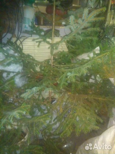 Ель сибирская