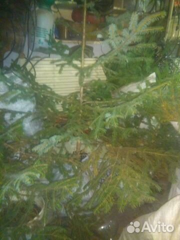 Ель сибирская