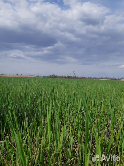 Сено в рулонах 2023г