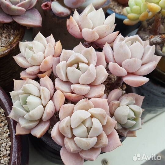 Суккуленты набор 2 Корея