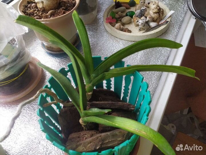 Орхидея ванда