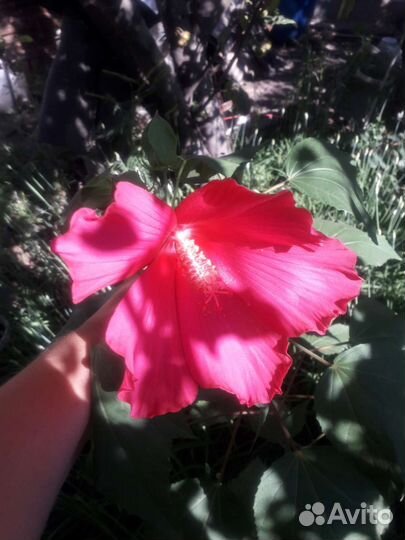 Гибискус садовый