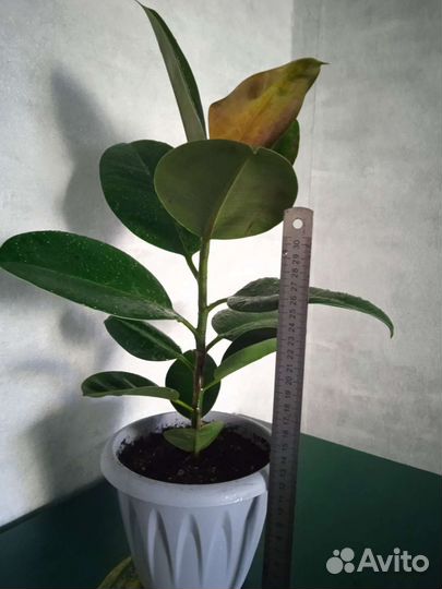 Фикус каучуконосный