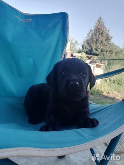 Щенки лабрадора