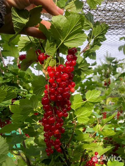 Саженцы красной смородины