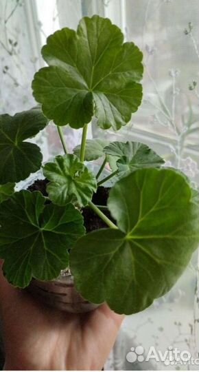 Сортовые пеларгонии