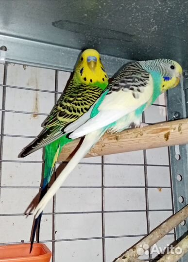 Попугайчики волнистые в любимцы