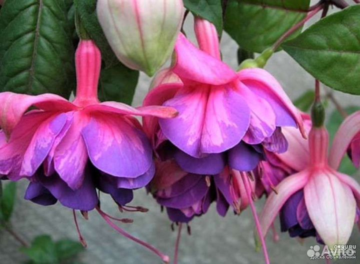 Комнатные цветы