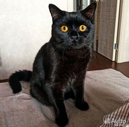 Шотландский прямоухий кот