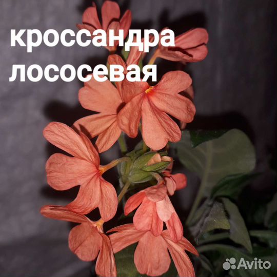 Домашние Цветы часть 1