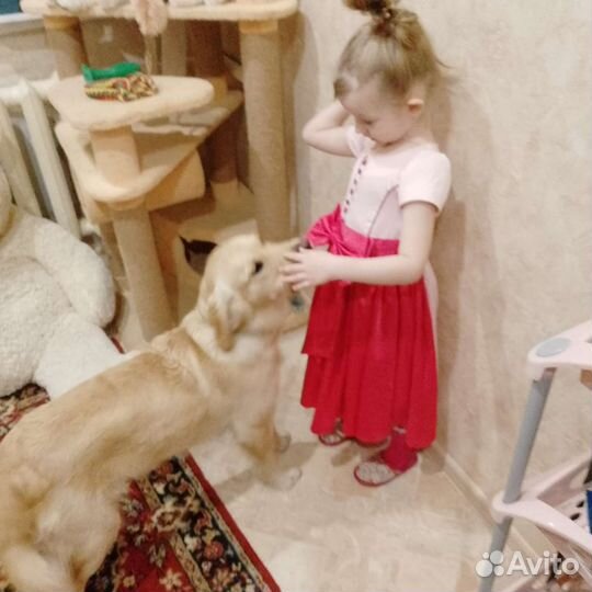 Домашний детский сад для животных