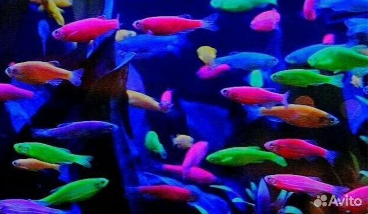 Аквариумные рыбки, аквариумы, оборудование