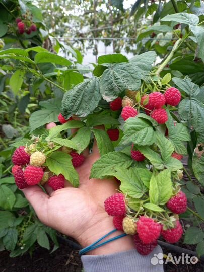 Саженцы ремонтантной малины