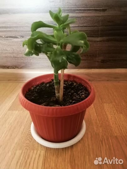 Толстянка денежное дерево крассула разные виды