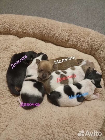 Щенки чихуахуа