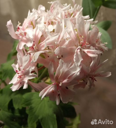 Пеларгония звездчатая