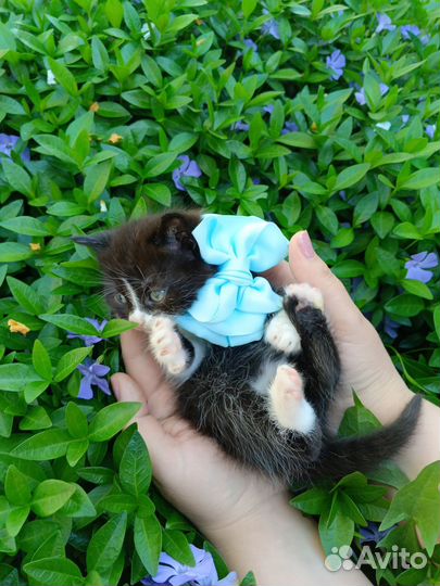 Кошечка бесплатно