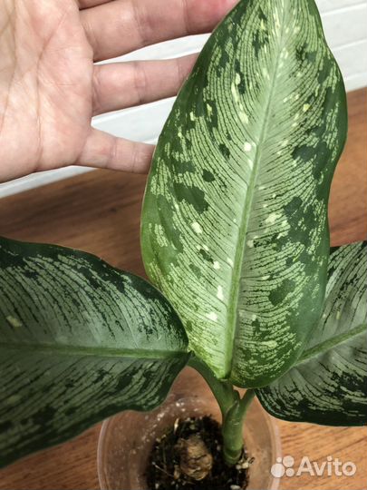 Диффенбахия Тикки