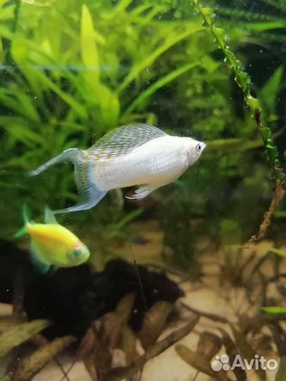 Велифера снежинка Меченосцы Кои кохаку