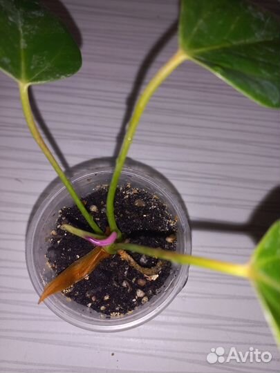 Антуриум зизи