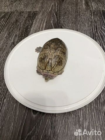 Мускусная черепаха объявление продам
