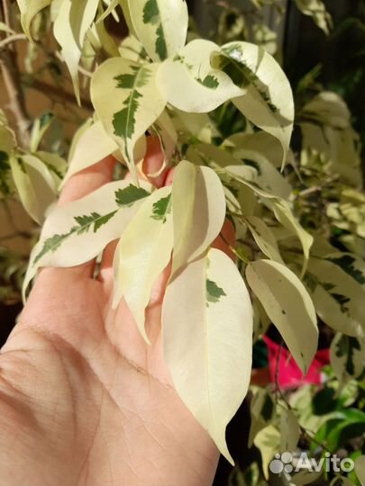 Фикус Де Гантель