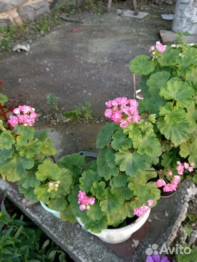 Пеларгония герань
