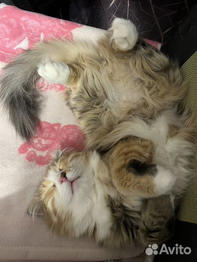 Одам бесплатно,3 года