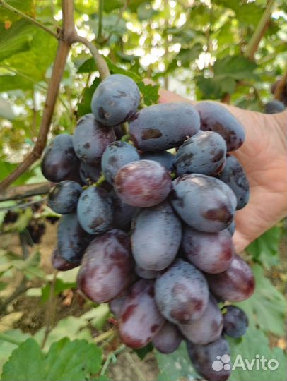 Саженцы винограда