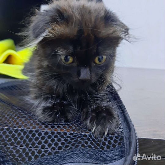 Кошки бесплатно