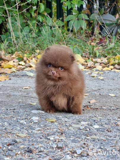 Померанский шпиц Девочка