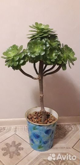 Эониум древовидный