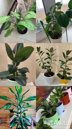 Комнатные растения цветы