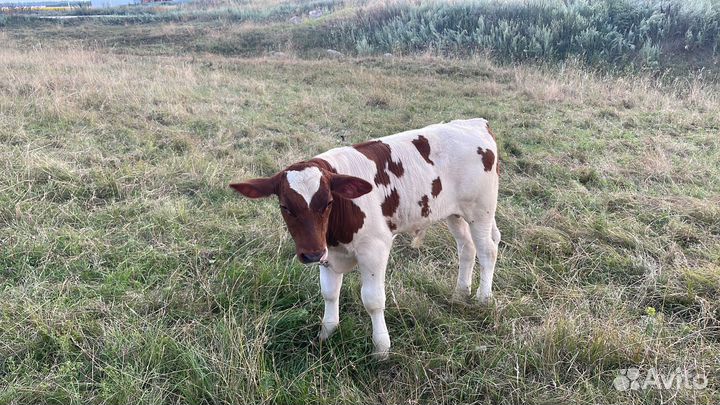 Продам корову бычка тёлку и каняшка