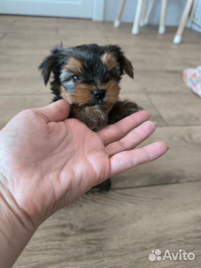 Йоркширский терьер щенки