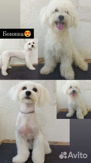 Стрижка собак и кошек